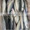 High Quality Frozen Pacific Mackerel with size 40 - 50 pcs / 9.5 kg