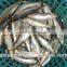 China Exporter Frozen Sardinella lemuru fish