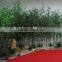 Real Trunk Bamboo Tree