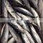 2015 frozen bonito whole round 300-500g/pc for marketing