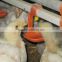 Automatic poultry nipple drinking system