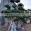 Landscaping plants feng shui plants big ficus
