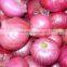 70mm size red onion in 5kg mesh bag