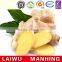 Chinese Fresh Ginger Type 150g With Mesh Bag