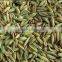 Nigella sativa seed For growing
