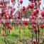 2016 Newest Purple Magnolia Seeds Mulan Tree Seeds For Planting