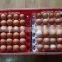 good price commerical protect egg-cartons incubator transportation egg turning tray transport chicken eggs
