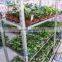 A37 Vegetable seedings plant trolley container