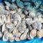 Clam Variety Frozen Half-shell Short Necked Clam