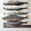 Frozen Fresh W/R Horse Mackerel