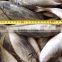 HORSE MACKEREL TARCHURUS JAPONICUS 20CM+