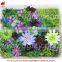 High quality artificial vertical garden plants wall with sucullents