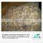 Frozen boiled clam meat shellfish