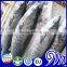 Land Frozen Spanish Mackerel for Sale
