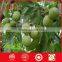 hickory nuts kernel