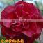 All Camellia japonica variety