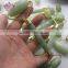 dark green jade massage roller