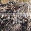 Manau root Cane Rattan