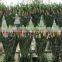 Lily Buds Fresh Lily Flower Wholesale Price