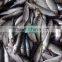 2016 Best Quality Sardine 8-10pcs/kg for Bait