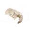 frozen white prawns meat peeled undeveined PUD vannamei shrimp