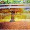 Large advertising cloth arcylic /billboard UV Printer/hybrid digital UV printer