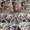 Newly skull pattern hydrographics water printing transfer dipping film RHC061