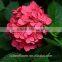 Low Price And High Quality Natural White Hydrangea Hydrangeas For Wedding From Kunming, Yunnan