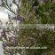Chinese factory cheap wholesale real limonium grass with long stem