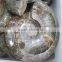 Natural Jadify Ammonite Fossils Ashtray/ Ink-stone Crafts Polished Conch Fossils