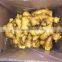 China fresh ginger with good quality for sale