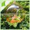 Tear drop&Apple&Pearl&Bulb&Vase&fishbowl&Round Glass Air plants terrarium