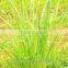 lemon grass oil