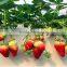 hydroponic system strawberry Food grade