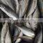 Frozen Fresh W/R Horse Mackerel Hot Sale Fish