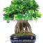 Artificial Bonsai Tree Topiary gingseng ficus bonsai tree