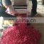 Stainless steel pepper chili  cutting machine price for sale