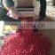 Stainless steel pepper chili  cutting machine price for sale