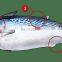 frozen bonito tuna frozen bonito fish little tuna euthynnus affinis