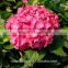 For Valentine's Day Wedding Centerpieces Real Touch Fresh Cut Hydrangea Wedding Bouquet Wholesale Natural From Kunming, Yunnan