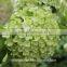 Best Quality Hot Sale Wedding Bouquets Silk Hydrangea Wedding Bouquets From Yunnan