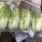 Long Cabbage