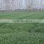barley extract powder