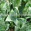 Golden Green Sansevieria for Indoor Ornamental Bonsai Plants