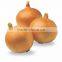 Producer & Supplier of Fresh Yellow Onion from India