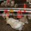 ^good Quality Farming Equipment Poultry Cup Drinker