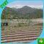 CHINA factory supply 100% new material mulch film /mulch film with holes for ground to cover vegetables