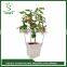 Hot selling items tall plastic flower pots new technology product in china