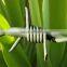 electric galvanized SINGEL TRAND fence barbed wire