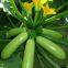 strong growth jade green high yield zucchini seed no.78